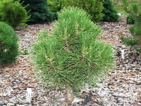 Pinus nigra 'Spielberg'