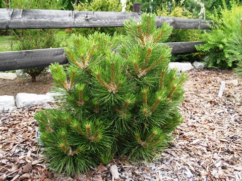 Pinus nigra 'Syców'