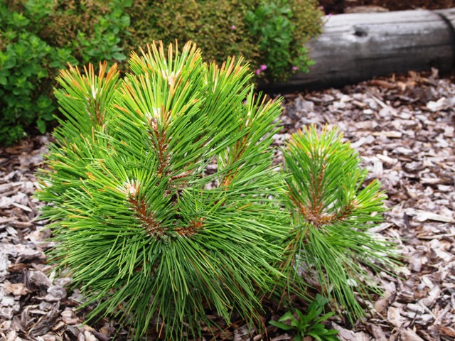 Pinus nigra 'Würstle'