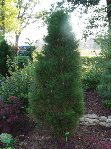 Pinus nigra 'Zimmer'