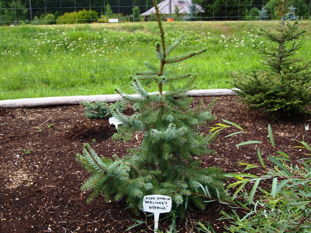 Picea omorika 'Berliner's Weeper'