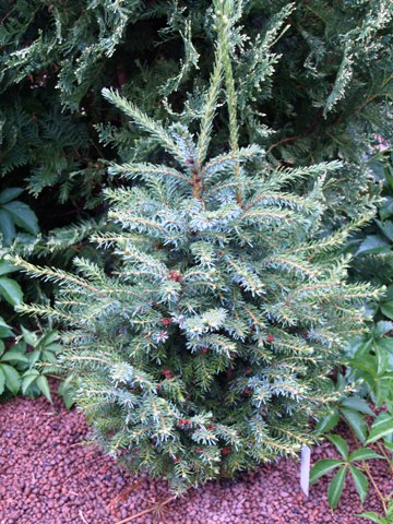 Picea omorika 'Fromlight'