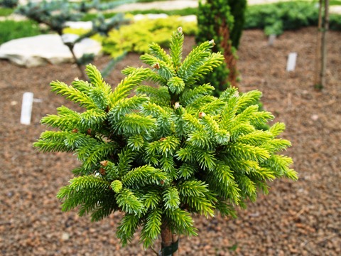 Picea omorika 'Pevé Tijn'