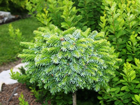 Picea omorika 'Pimpf'