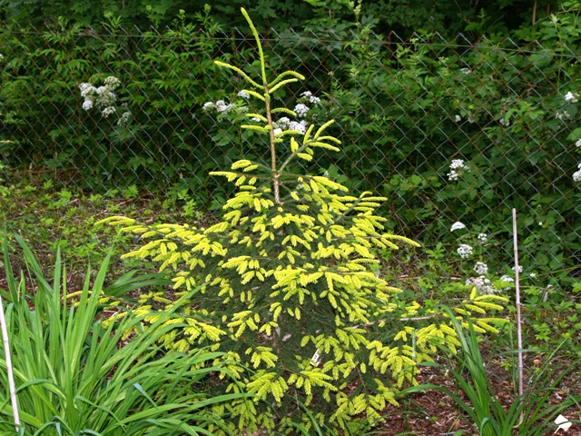 Picea orientalis 'Aurea'