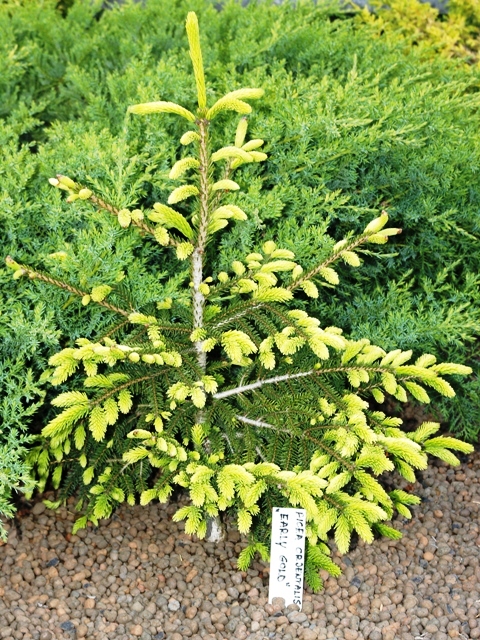Picea orientalis 'Early Gold'