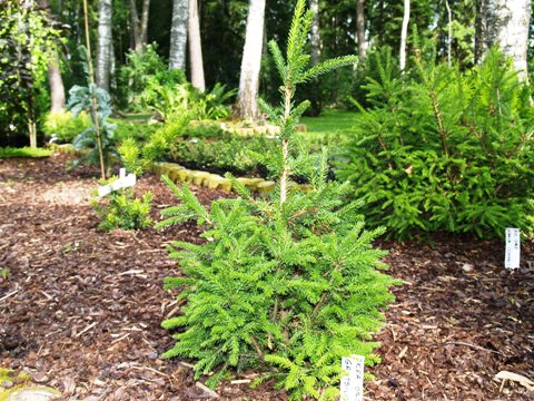 Picea orientalis 'Gracilis'