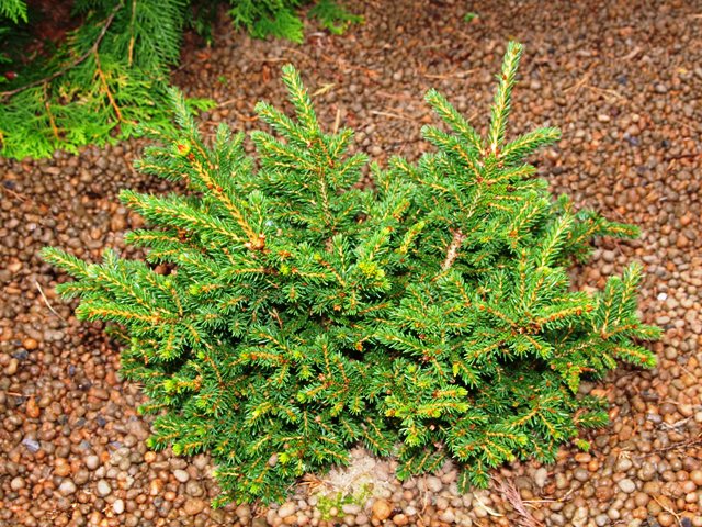 Picea orientalis 'Juwel'