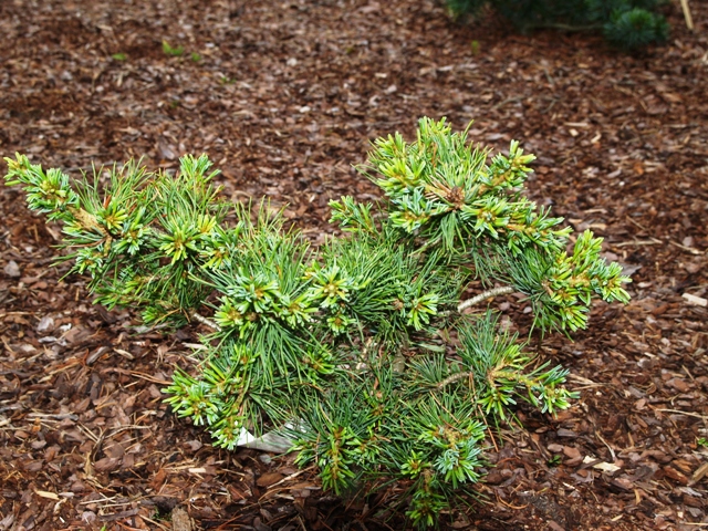 Pinus parviflora 'Azuma-goyo'
