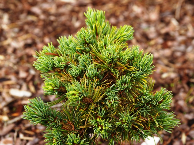 Pinus parviflora 'Beran(Goldshmied)'