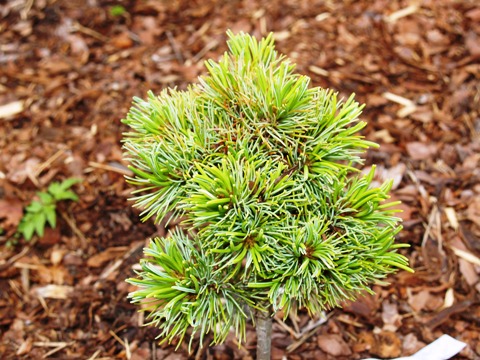 Pinus parviflora 'Beran(Goldshmied)'