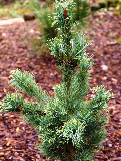 Pinus parviflora 'Bonnie Bergman'