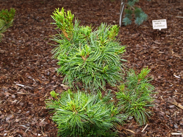 Pinus parviflora 'Bonsai Bergman'