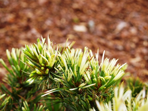 Pinus parviflora 'Fukai'