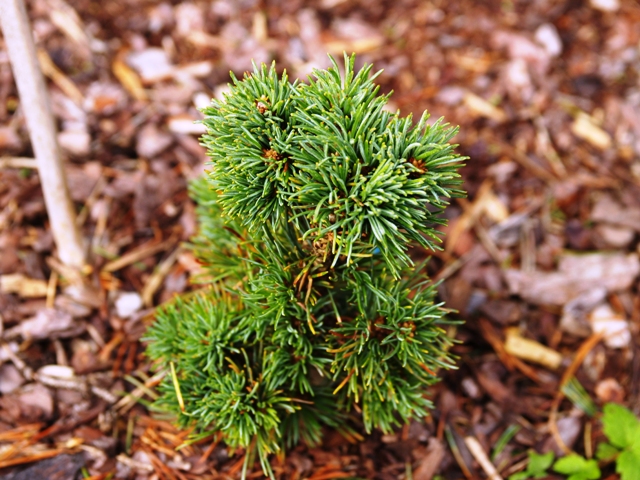Pinus parviflora 'Gokusa'