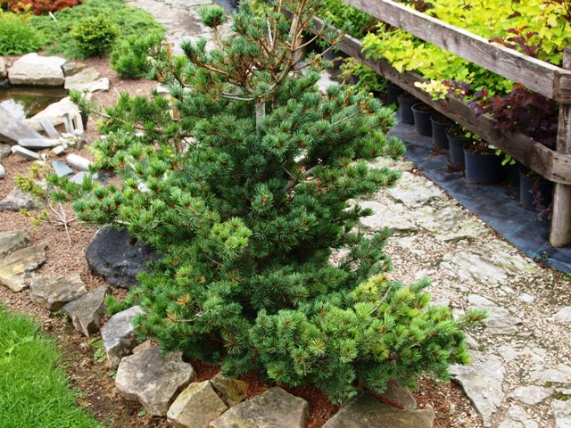Pinus parviflora 'Koko-no-e'