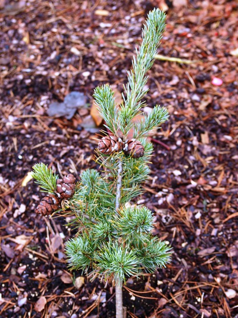 Pinus parviflora 'Shicoku'