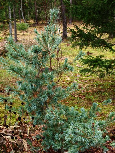 Pinus parviflora 'Shiubacu'