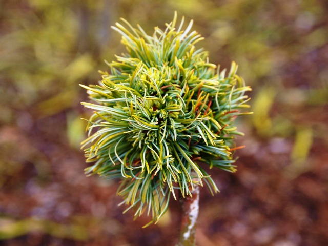 Pinus parviflora 'Teddy'
