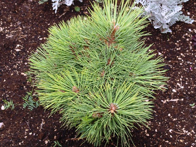 Pinus ponderosa 'Dixie'