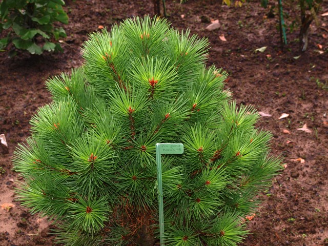 Pinus ponderosa 'Morris HB'