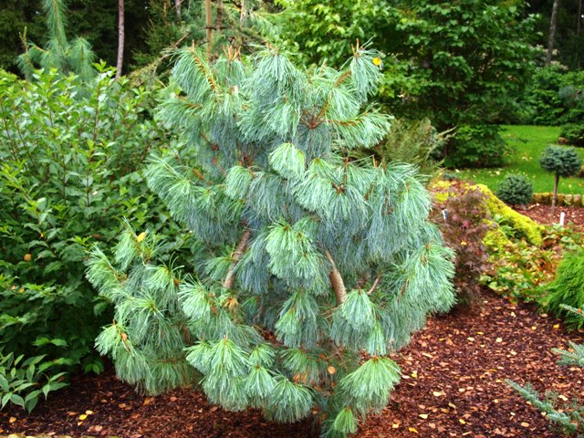 Pinus pumila 'Barmstedt'