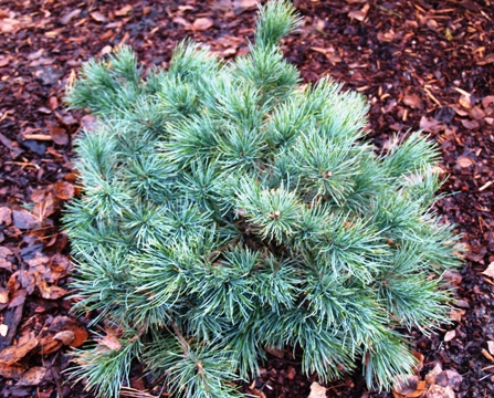 Pinus pumila 'Dwarf Blue'