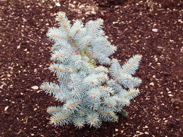 Picea pungens 'Egyptian Pyramid'