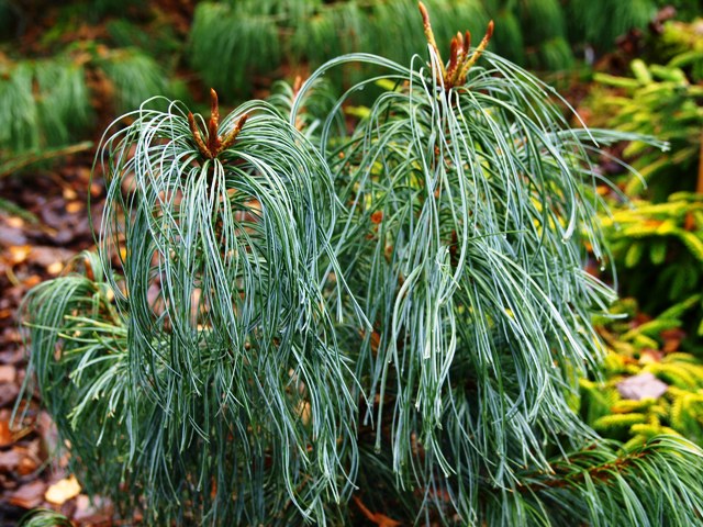 Pinus pumila 'Hannover Munden'