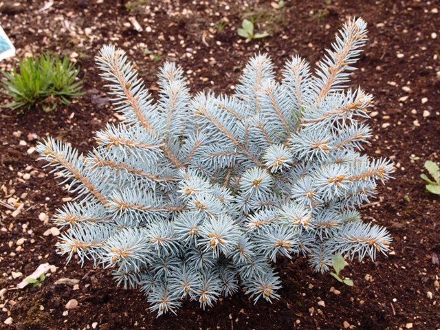 Picea pungens 'Krolewski'