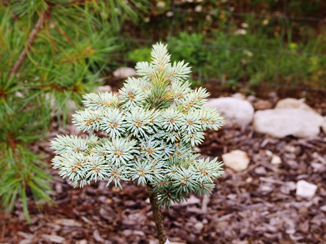 Picea pungens 'Mseno'