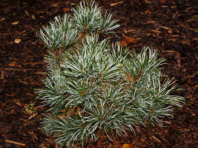 Pinus pumila 'Park'