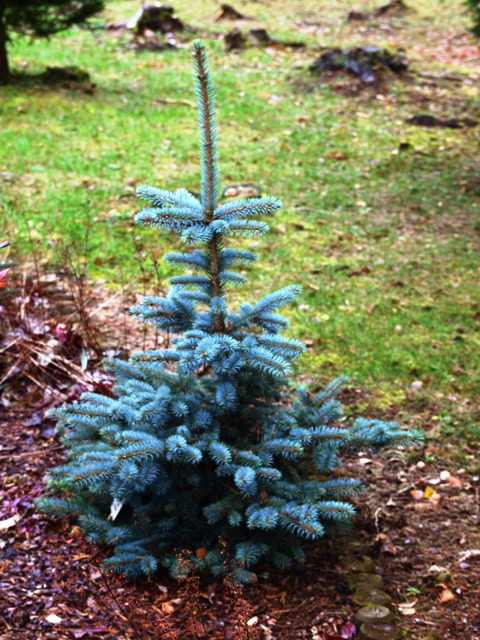 Picea pungens 'Filip's Blue Compact'