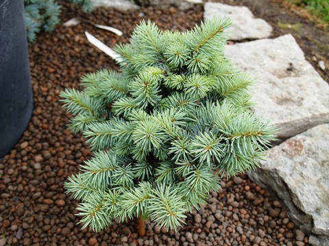 Picea pungens 'Saint Mary's Broom'