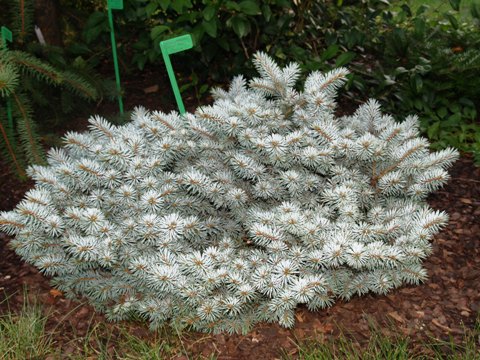 Picea pungens 'Saint Mary's Broom'