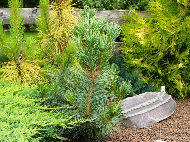 Хвойные таксон. Кедровый стланик Pinus pumila saentis. Pinus pumila Santis. Pinus pumila сосна Кедровая стланниковая seantis. Pumila saentis.