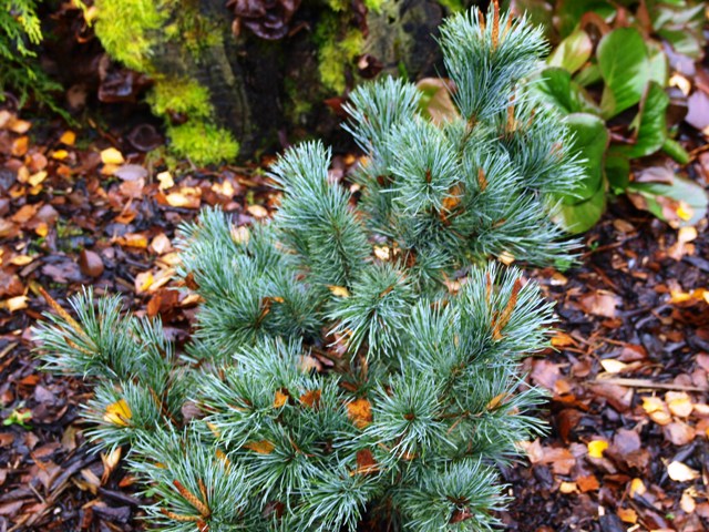 Pinus pumila 'Wilhelm Acker Bonsai'