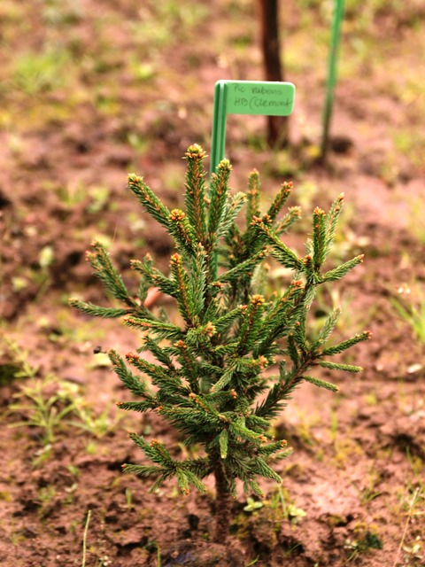 Picea rubens 'HB Clemont'