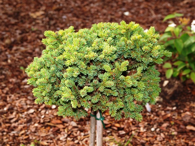 Picea rubens 'Grandfather Mountain'