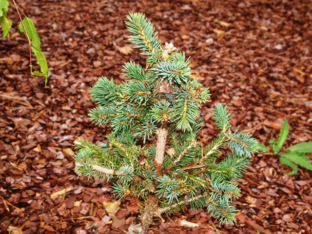 Picea sitchensis 'Sugarloaf'