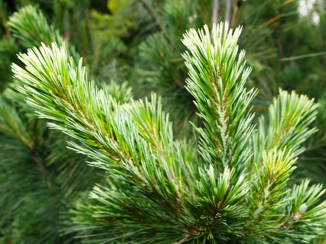 Pinus strobus 'Alba'