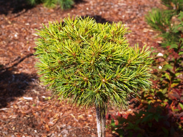 Pinus strobus 'Anna Fiele'