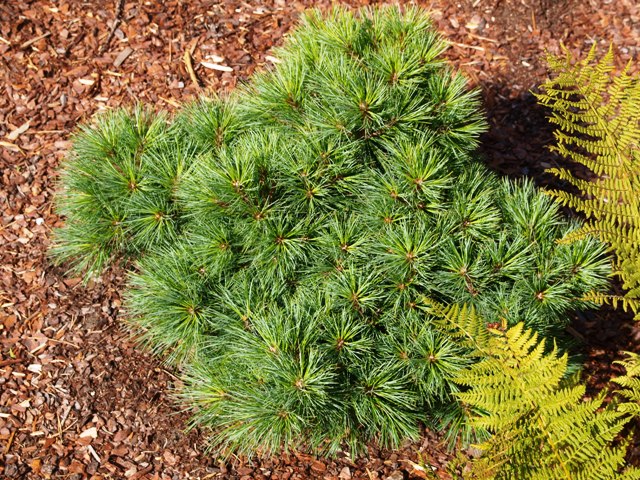 Pinus strobus 'Brevifolia'