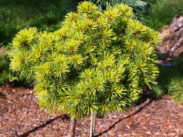 Pinus strobus 'Ed's Broom'