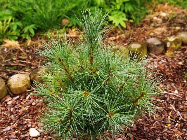 Pinus strobus 'Elmwood'