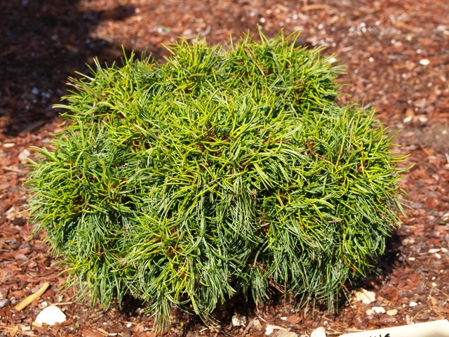 Pinus strobus 'Green Twist'