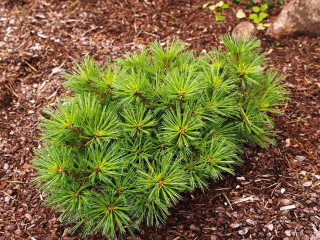 Pinus strobus 'Horsford'