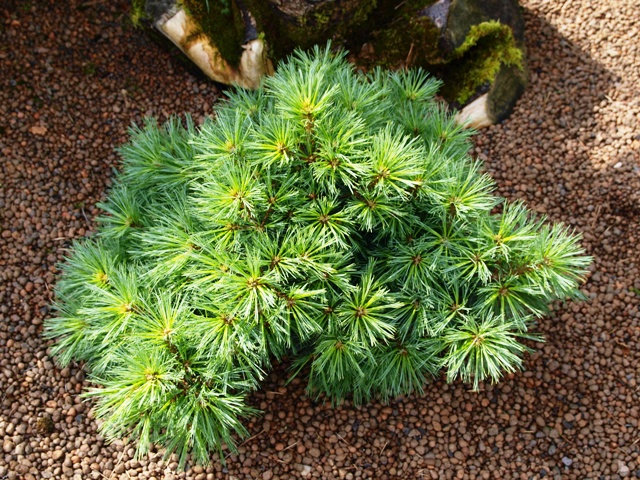 Pinus strobus 'Minima'
