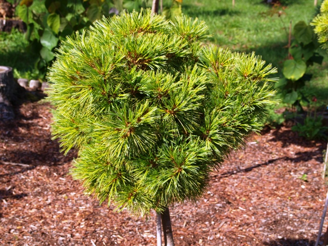 Pinus strobus 'Verkade's Broom'