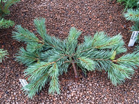 Хвойные таксон. Pinus Sylvestris Albyns. Pinus Sylvestris Albyn's. Сосна обыкновенная Albyns. Pinus Sylv. 'Albyns' нов.